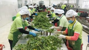 Trung tâm y tế huyện Văn Chấn chủ động triển khai kế hoạch bảo đảm an toàn thực phẩm tết Nguyên đán Tân sửu và mùa lễ hội xuân 2021